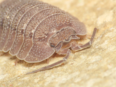 Armadillidium