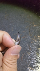 Ateuchosaurus pellopleurus