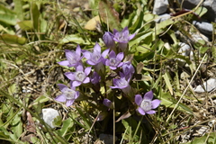Gentianella