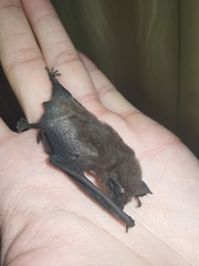 Pipistrellus