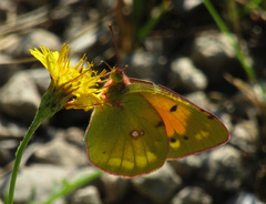 Colias myrmidone