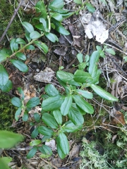 Vaccinium vitis-idaea