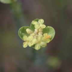 Pimelea flava
