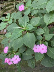 Impatiens walleriana