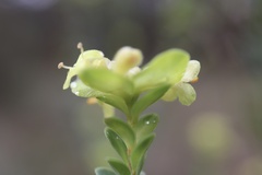 Pimelea flava