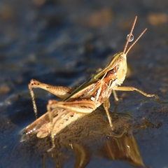 Orphulella pelidna