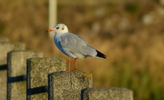 Chroicocephalus ridibundus