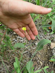Linum sulcatum