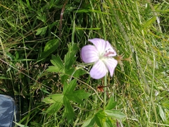 Geranium wlassovianum