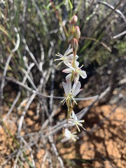 Chlorophytum graminifolium