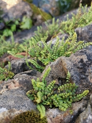 Asplenium trichomanes