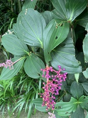 Medinilla speciosa