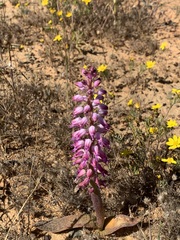 Lachenalia pallida