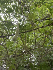 Wisteria sinensis