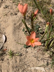 Moraea flaccida