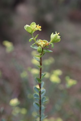 Pimelea flava