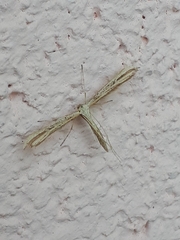 Pterophorinae