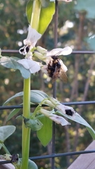 Bombus hortorum
