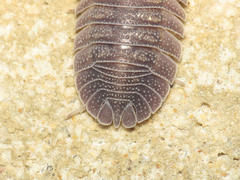 Armadillidium