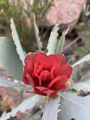 Protea nitida