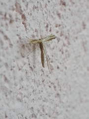 Pterophorinae