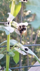 Bombus hortorum