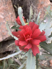Protea nitida