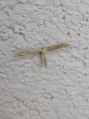 Pterophorinae
