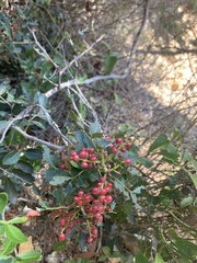 Pistacia terebinthus