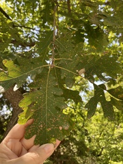 Quercus petraea