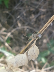 Coreoidea