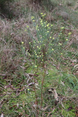 Pimelea flava