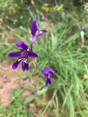 Sparaxis metelerkampiae