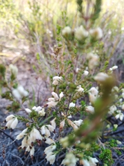 Erica imbricata
