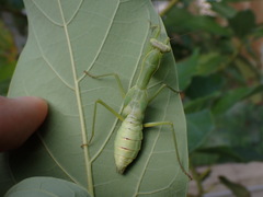 Hierodula patellifera