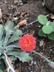 Kleinia fulgens