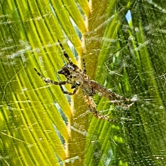 Cyrtophora citricola