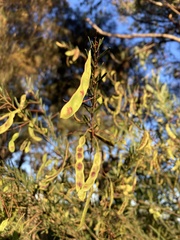 Phyllodineae