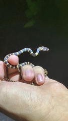 Lycodon semicarinatus