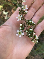 Leptospermum
