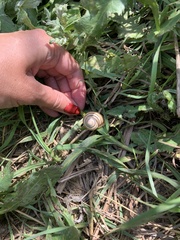 Caucasotachea vindobonensis