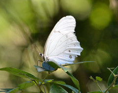 Morpho polyphemus