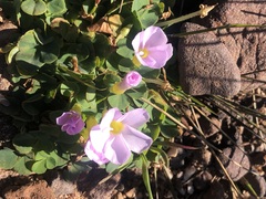 Oxalis purpurea