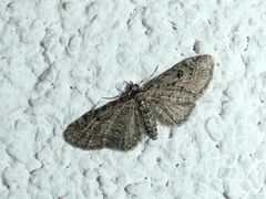 Eupithecia virgaureata