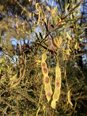 Phyllodineae
