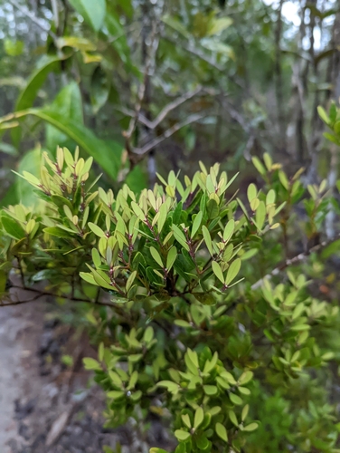 Calophyllum teysmannii observed 2022-08-21