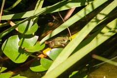Pelophylax perezi