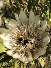 Protea repens