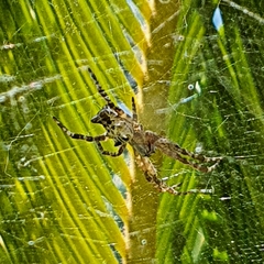 Cyrtophora citricola