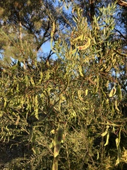 Phyllodineae